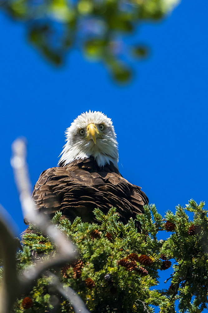 Bald Eagle (Haliaeetus leucocephalus) perched in a tree against a blue sky, Yukon, Canada