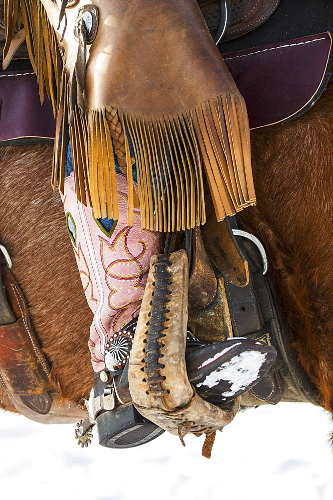 Pink cowboy boot of a cowgirl in a stirrup with leather chaps on the side of a horse, Montana, United States of America