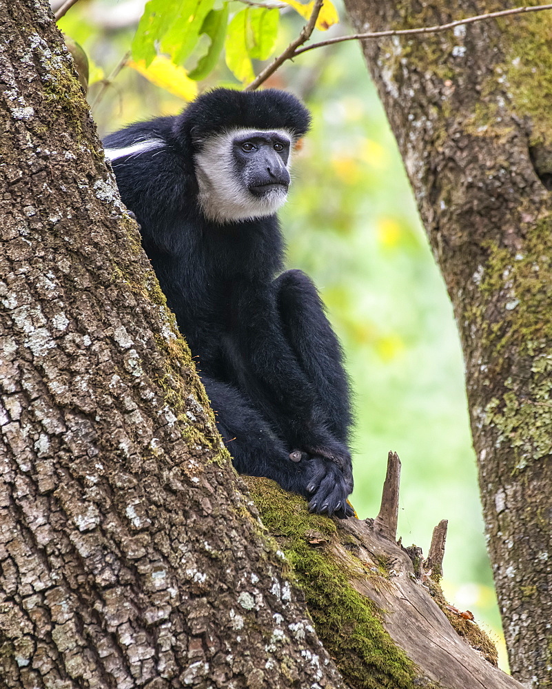 Black-and-white Colobus Monkey (Colobus guereza) sitting in a tree at Ngare Sero Mountain Lodge, near Arusha, Tanzania