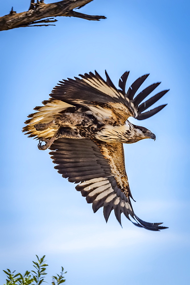 Juvenile African fish eagle (Haliaeetus vocifer) flies from tree, Serengeti, Tanzania