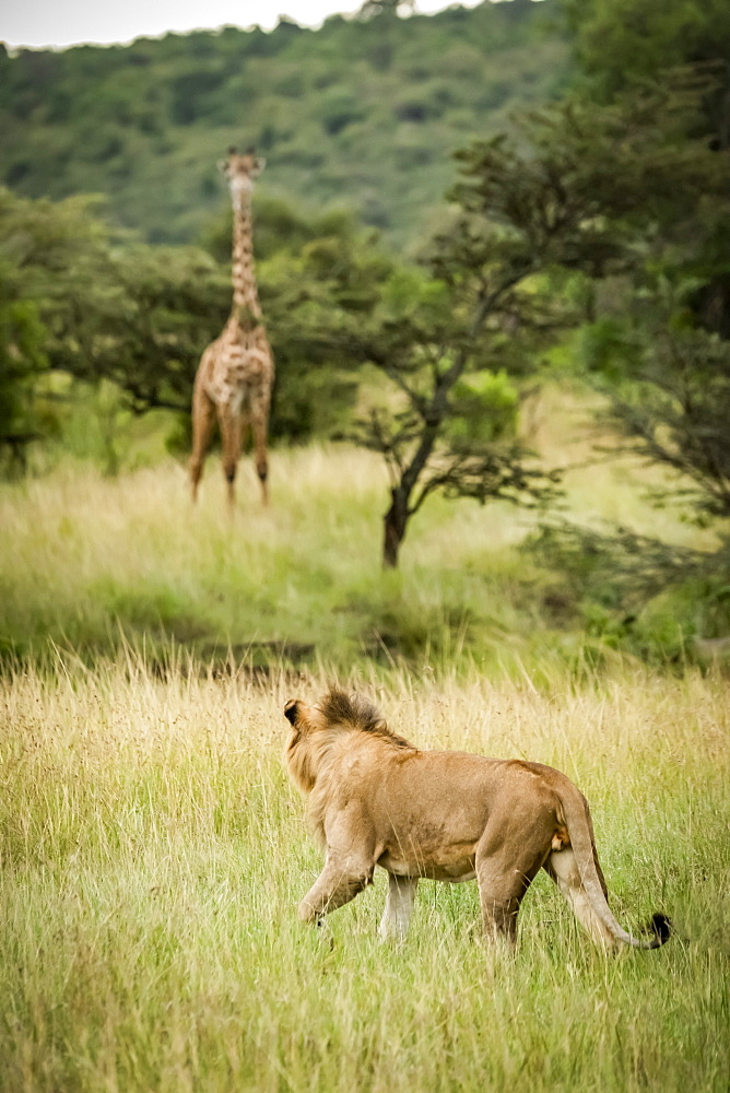 Male lion (Panthera leo) stalks Masai giraffe (Giraffa camelopardalis tippelskirchii) in savannah, Serengeti, Tanzania