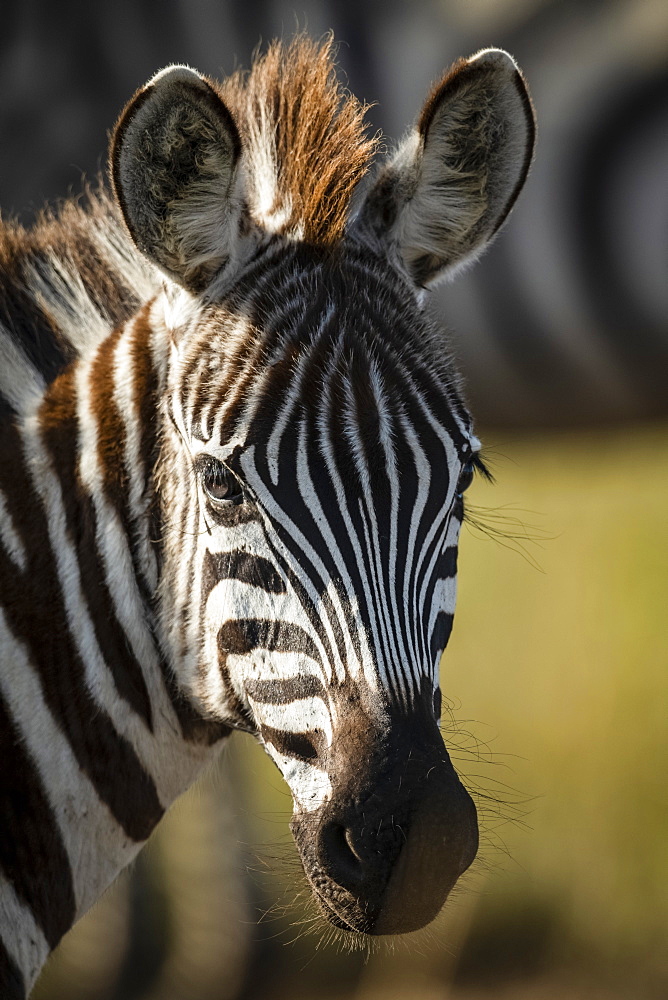 Close-up of young plains zebra (Equus quagga) eyeing camera, Serengeti, Tanzania