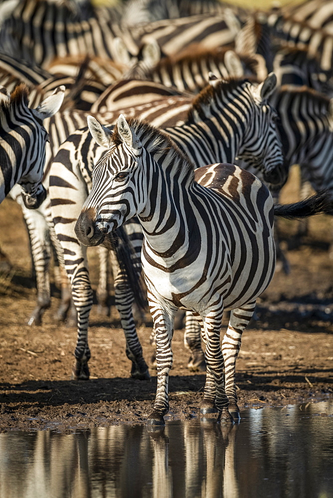 Plains zebra (Equus quagga) eyeing camera by puddle, Serengeti, Tanzania