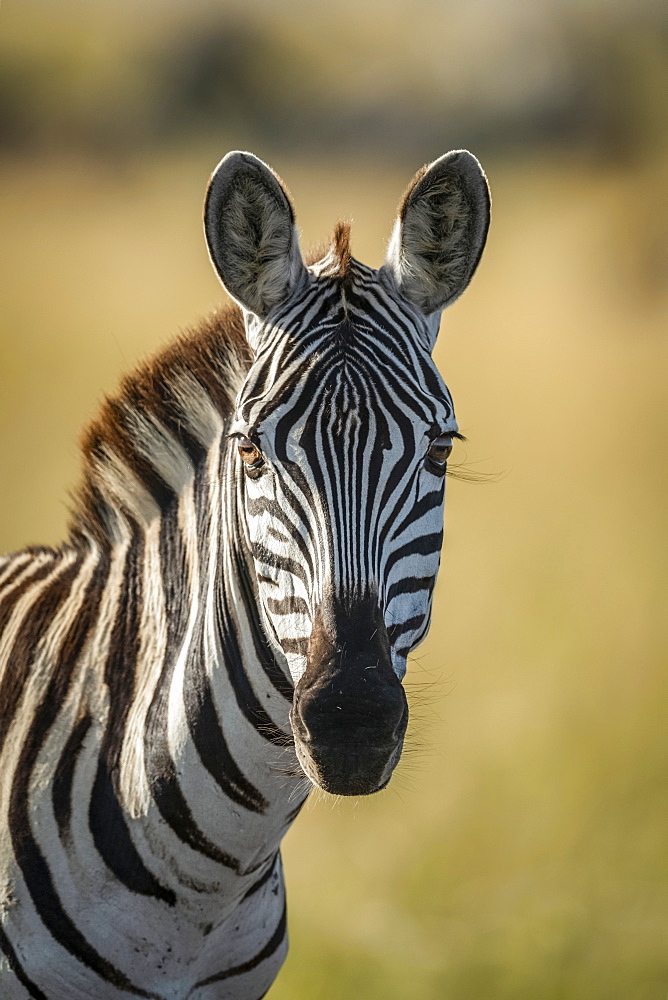 Close-up of plains zebra (Equus quagga) looking at camera, Serengeti, Tanzania