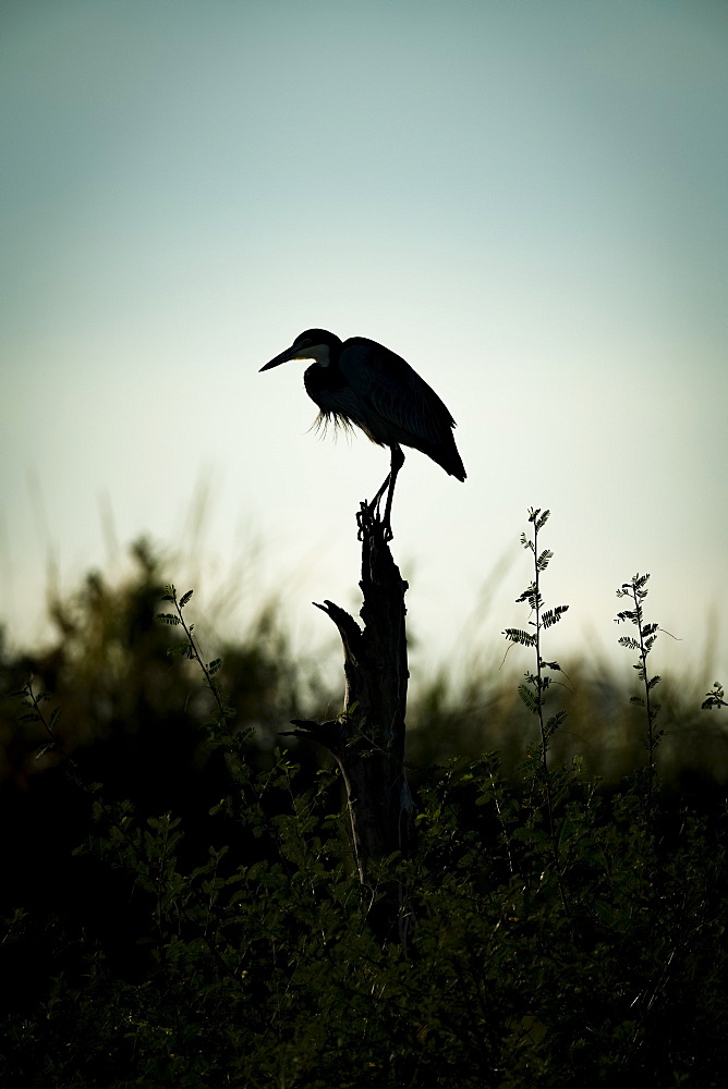 Black-headed heron (Ardea melanocephala) stands on stump in silhouette, Serengeti, Tanzania