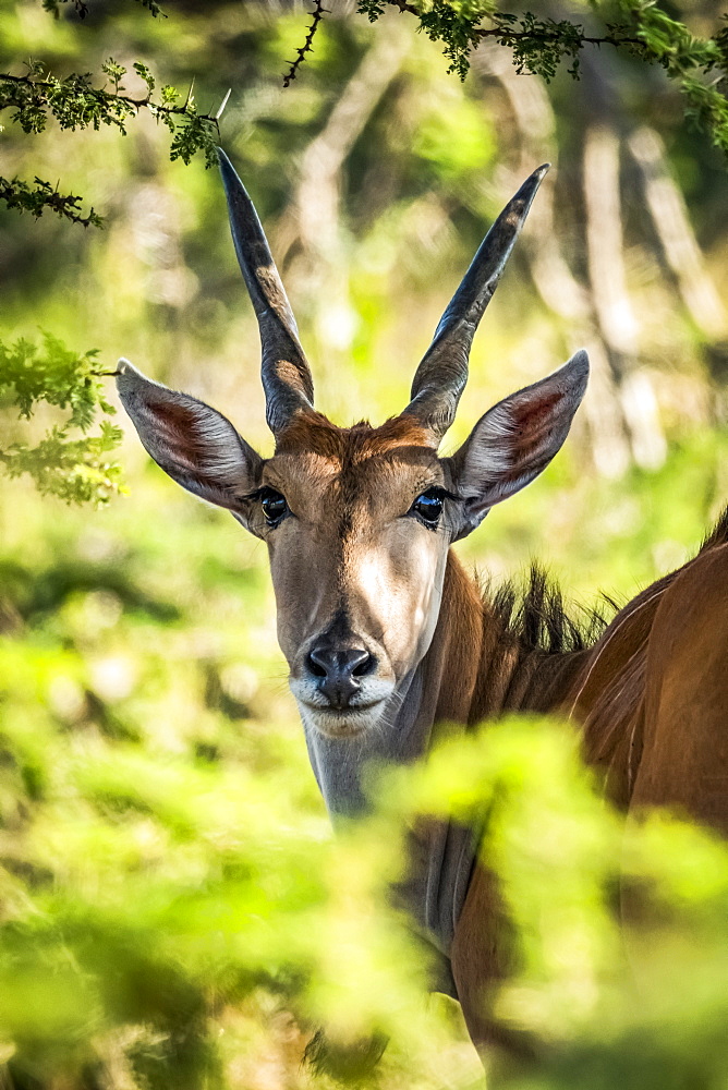 Close-up of eland (Taurotragus oryx) eyeing camera through foliage, Serengeti, Tanzania