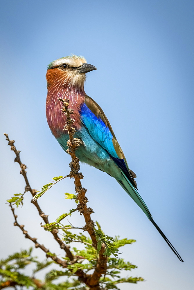 Lilac-breasted roller (Coracias caudatus Linnaeus) perches on branch turning head, Serengeti, Tanzania