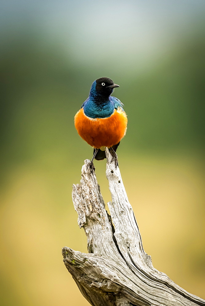 Superb starling (Lamprotornis superbus) on dead branch turns head, Serengeti, Tanzania