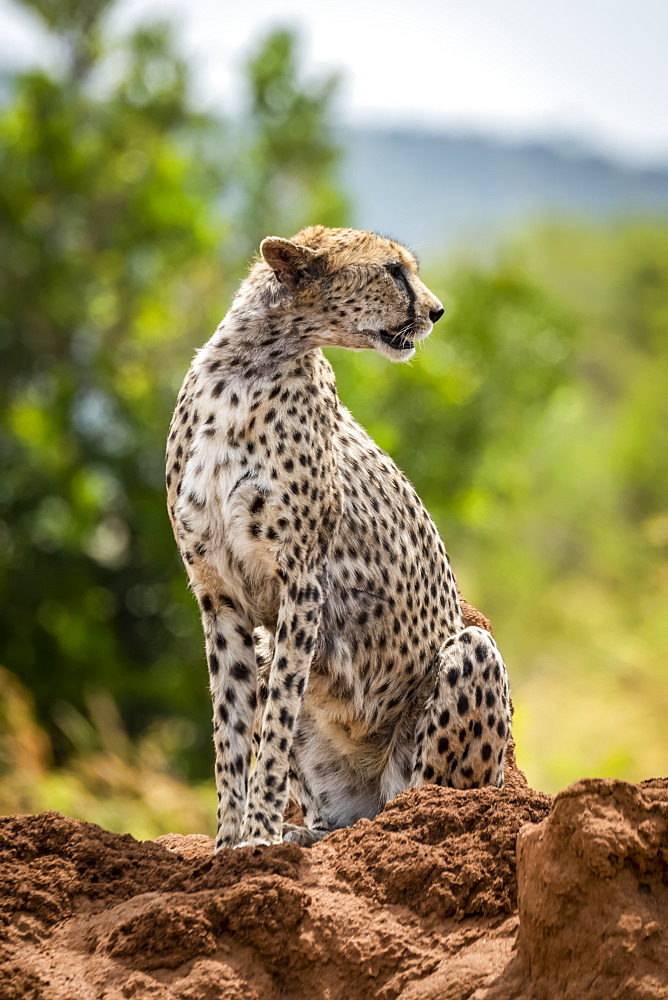 Cheetah (Acinonyx jubatus) sits looking round on termite mound, Serengeti, , Tanzania