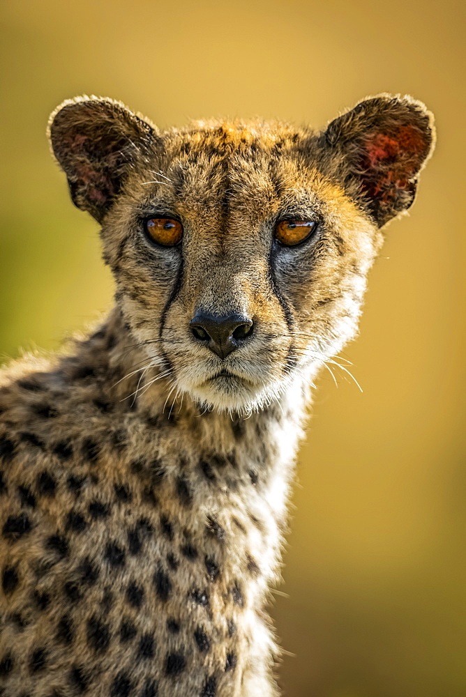 Close-up of female Cheetah (Acinonyx jubatus) turning head, Serengeti, , Tanzania