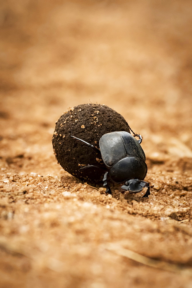 Dung beetle (Scarabaeoidea) rolling dung ball on track, Serengeti, Tanzania