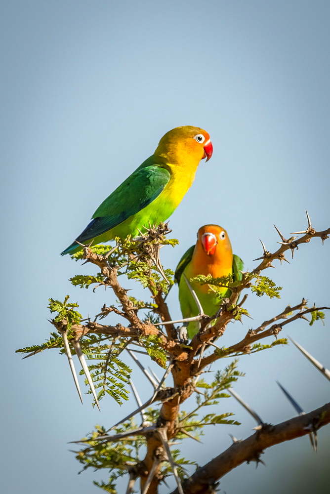 Two Fischer's lovebirds (Agapornis fischeri) perched in thorn tree, Serengeti, Tanzania