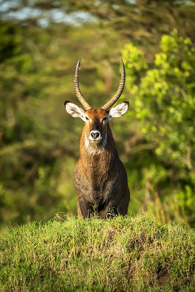 Male Defassa waterbuck (Kobus ellipsiprymnus) stands on grassy mound, Serengeti, Tanzania