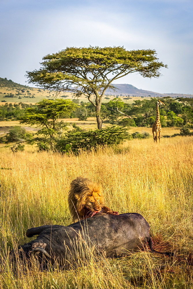 Male lion (Panthera leo) eats buffalo as giraffe (Giraffa camelopardalis tippelskirchii) watches, Serengeti, Tanzania