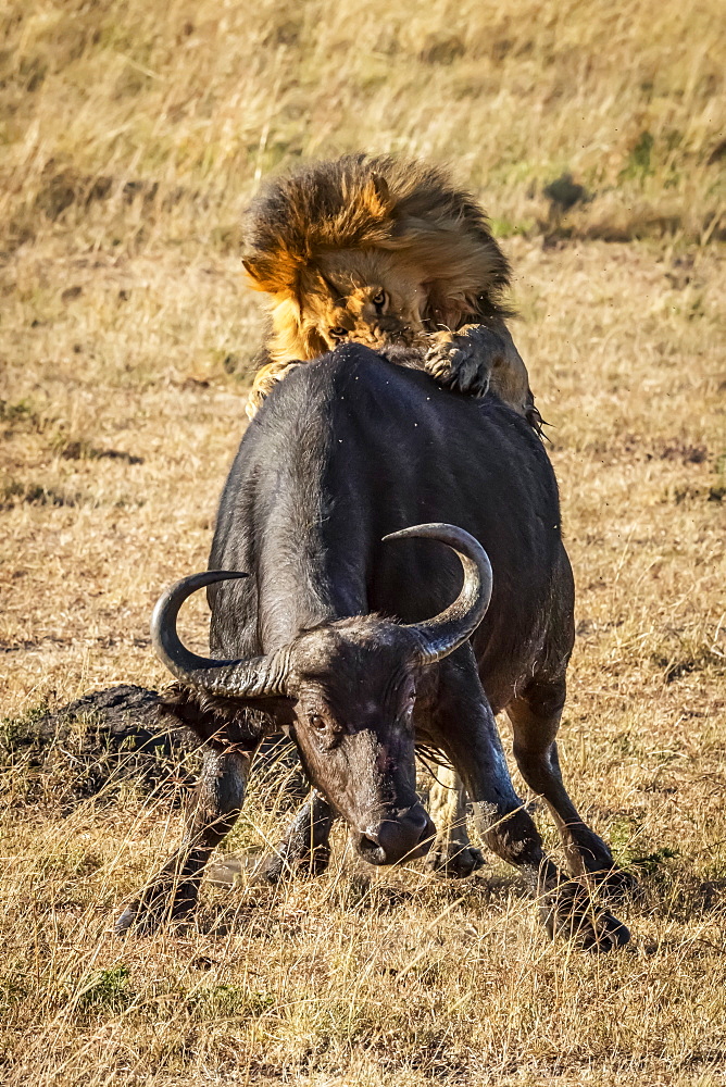 Male lion (Panthera leo) pushed down Cape buffalo (Syncerus caffer) from behind, Serengeti, Tanzania