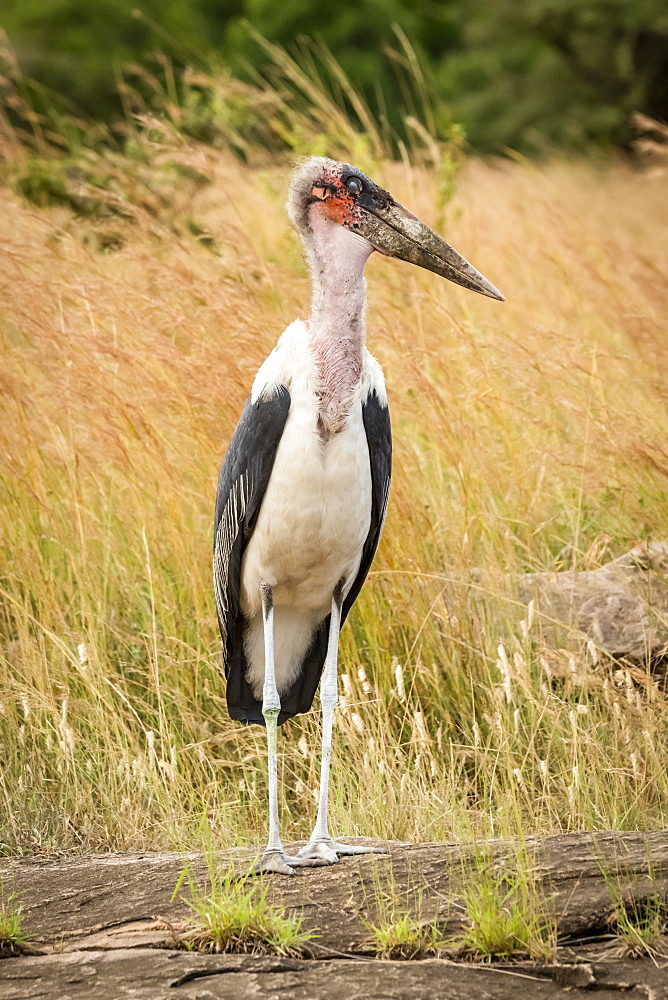 Marabou stork (Leptoptilos crumenifer) stands on rock turning head, Serengeti, Tanzania