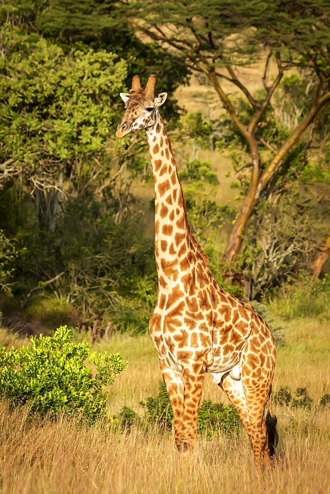 Masai giraffe (Giraffa camelopardalis tippelskirchii) stands watching camera, Serengeti, Tanzania