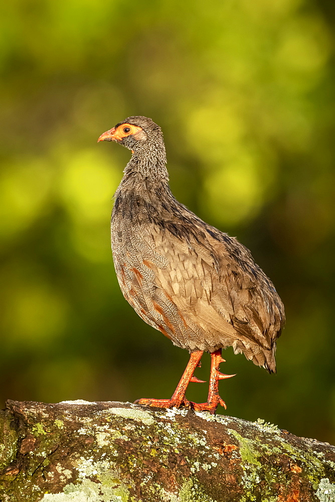 Red-necked spurfowl (Pternistis afer) on lichen-covered branch in profile, Serengeti, Tanzania