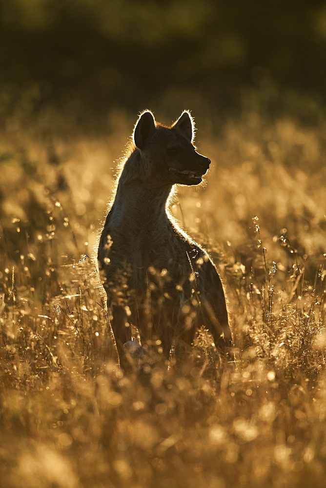 Rimlit spotted hyena (Crocuta crocuta) sitting in long grass, Serengeti, Tanzania