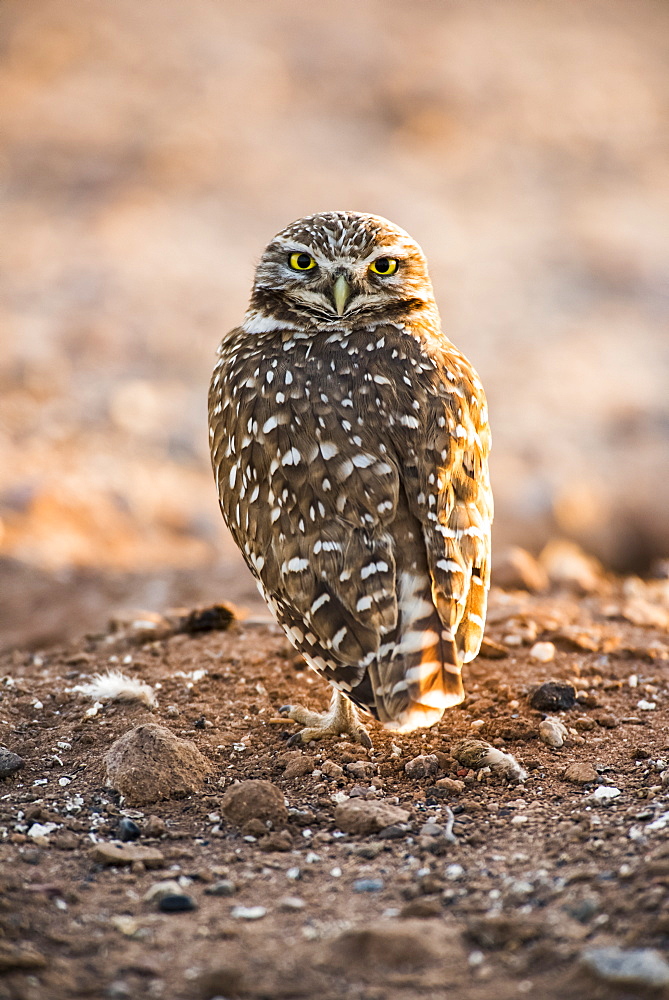 Burrowing Owl (Athene cunicularia) perched on the ground with head turned to look backwards, Casa Grande, Arizona, United States of America