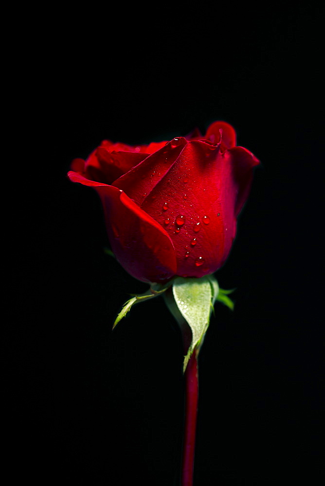 Don Jaun Rose (Rosa rugosa) on a black background