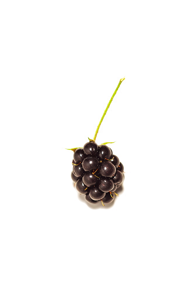 Wild Blackberry (Rubus fruticosus) on a white background