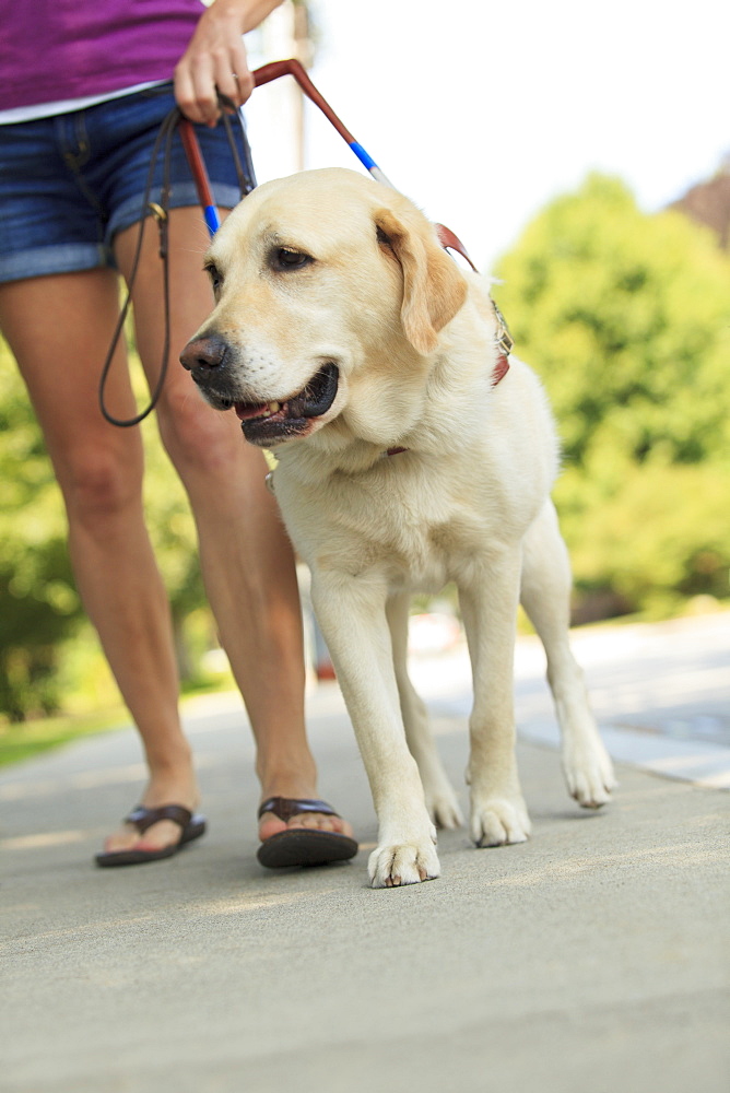 Woman with visual impairment walking with her service dog