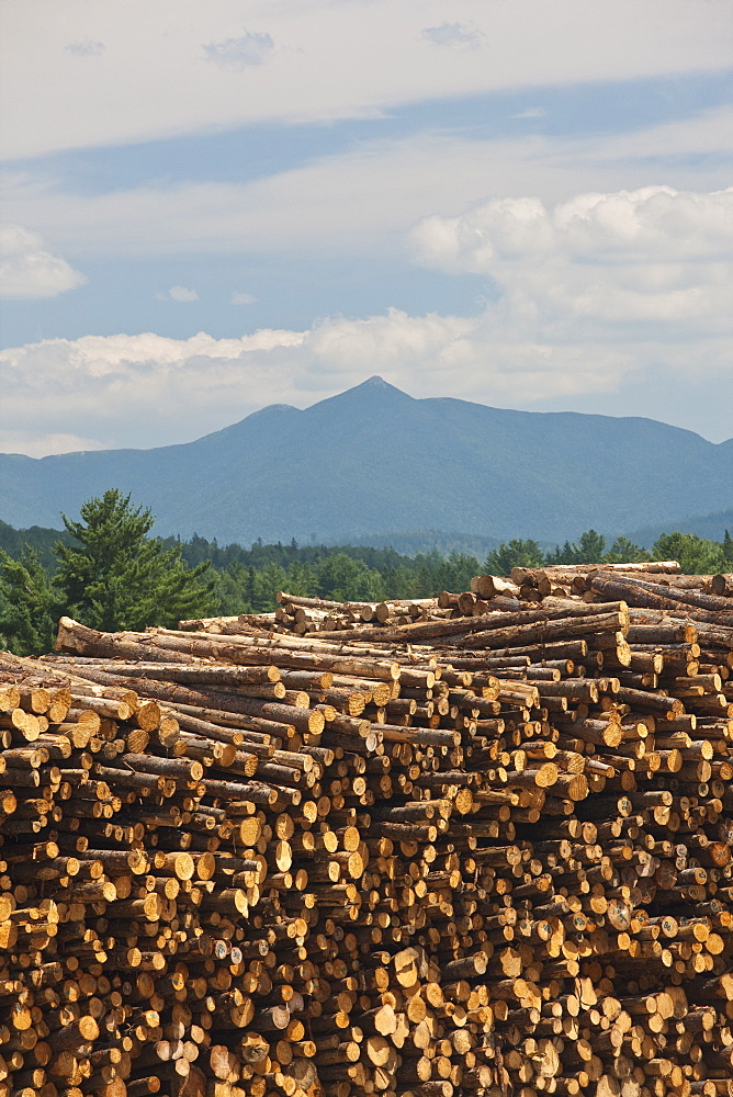 Stack of logs in a forest, Berlin, New Hampshire, USA