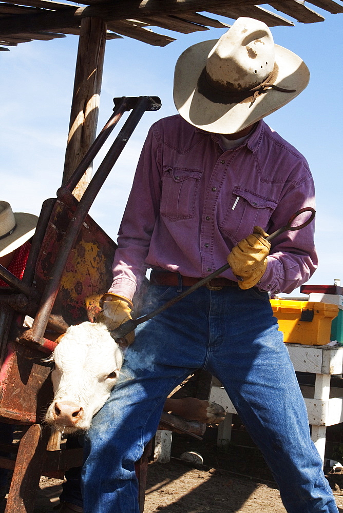 Livestock - A cowboy dehorns a Hereford calf with a horn iron / Alberta, Canada.