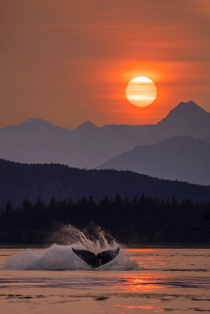 Humpback whales (Megaptera novaeangliae) surfacing in Inside Passage in the Lynn Canal under the glow of the setting sun; Alaska, United States of America