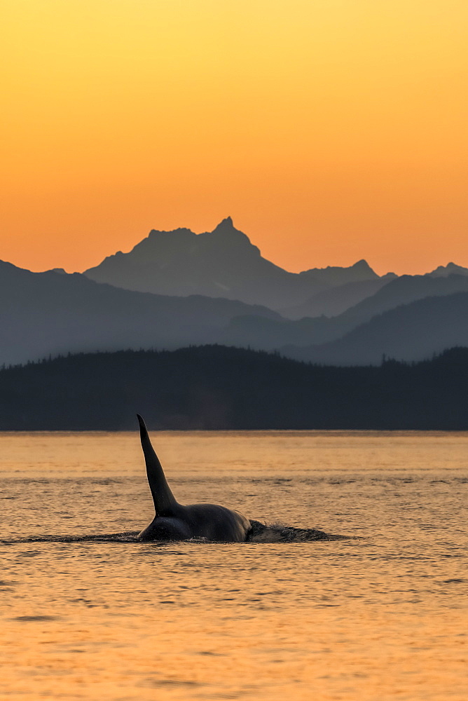 Killer whale (Orcinus orca) surfacing beside the Chilkat Mountains at sunset, Lynn Canal, Inside Passage; Alaska, United States of America