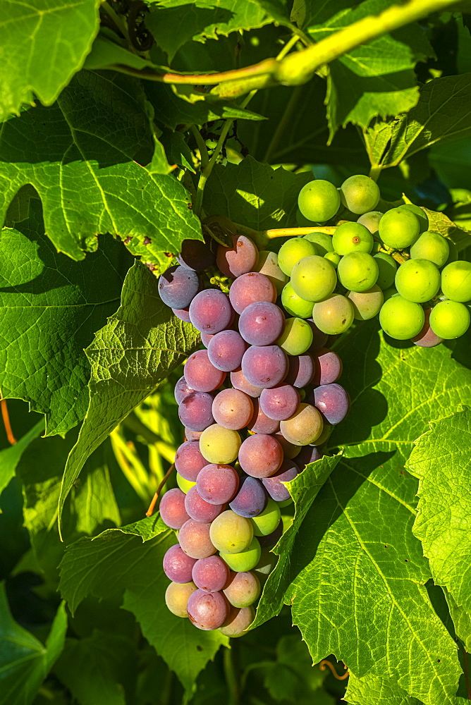 Frontenac Noir Grapes ripening in a cluster on a vine; Shefford, Quebec, Canada