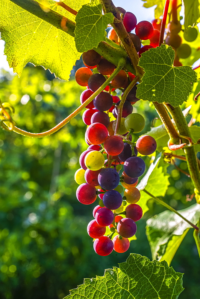 Frontenac Noir Grapes ripening in a cluster on a vine; Shefford, Quebec, Canada