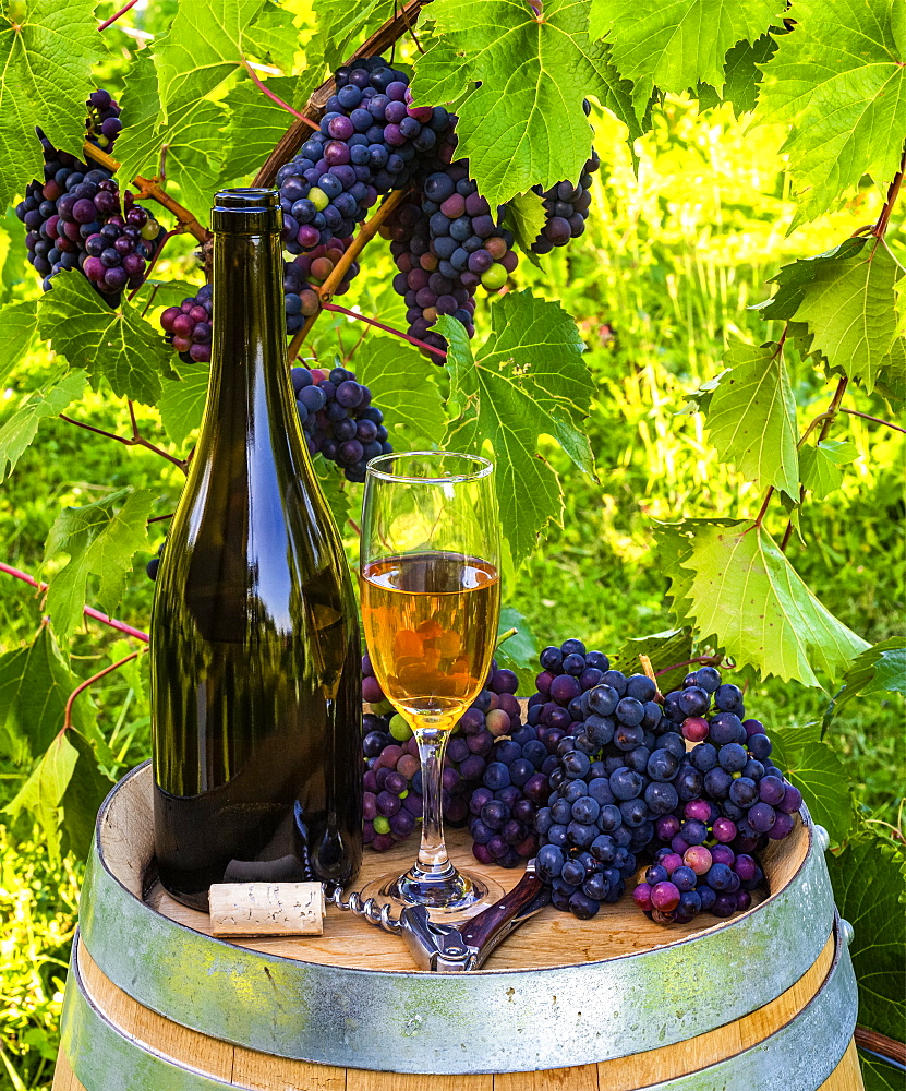 Wine served at a winery with wine glasses and clusters of fresh grapes on a barrel; Quebec, Canada