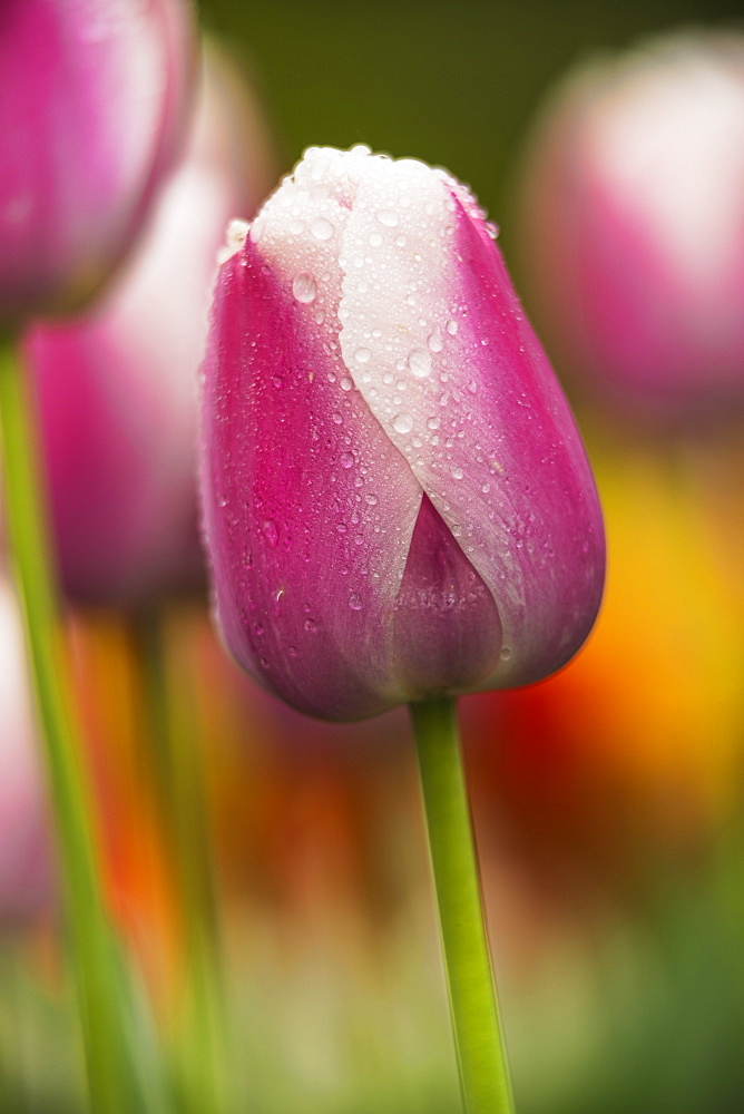 Darwin hybrid tulips in bloom, 'Ollioules' (Tulipa), Brooklyn Botanic Garden; Brooklyn, New York, United States of America