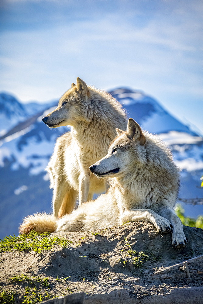 Two female Gray wolves (Canis lupus) looking out with a mountain in the background, Alaska Wildlife Conservation Center; Portage, Alaska, United States of America