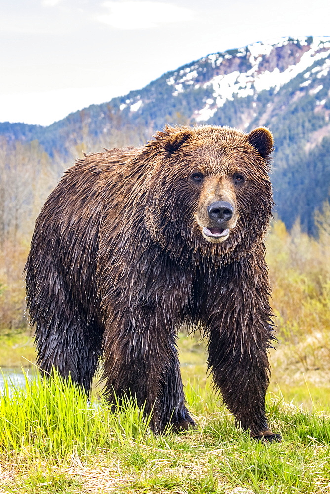 Brown bear (Ursus arctos) boar, large male looks at camera, Alaska Wildlife Conservation Center, South-central Alaska; Alaska, United States of America