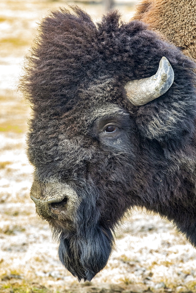 Wood bison bull (Bison bison athabascae) portrait, Alaska Wildlife Conservation Center in South-central Alaska. The Alaska Wildlife Conservation Center played a big part in helping  reintroduce these animals back into the Alaska wilds; Portage, Alaska, United States of America