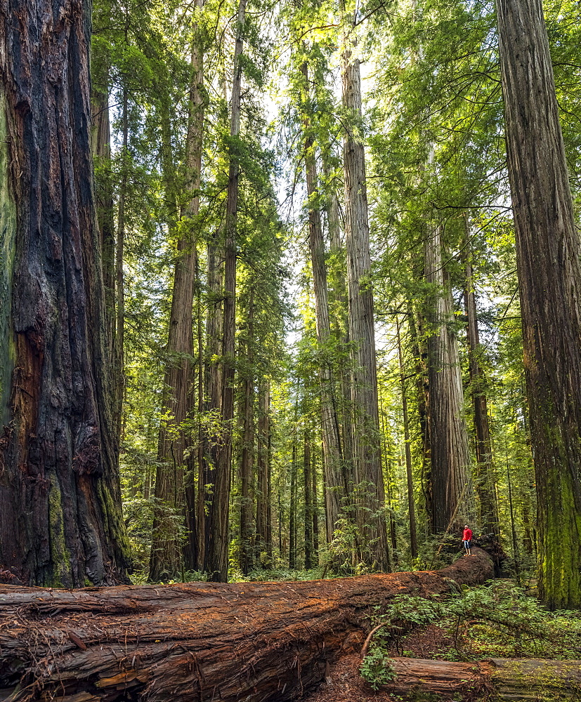 Man standing in the Redwood Forests of Northern California. The trees are massive and reach skyward; California, United States of America