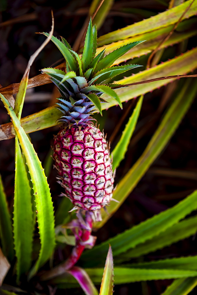 Pineapple growing on a plant; Hawaii, United States of America