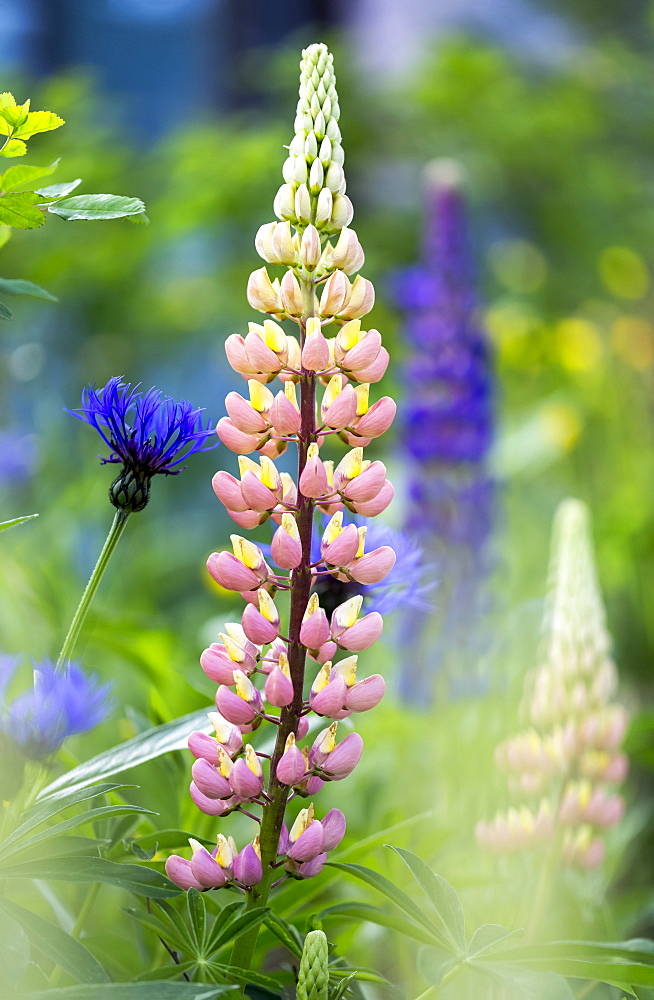 Lupines (Lupinus) in bloom in a garden; Field, British Columbia, Canada