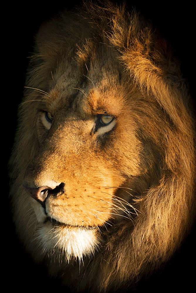 A male lion (Panthera leo) lies with its head bathed in the golden light of dawn. It has a big mane and is staring into the distance,Klein's Camp, Serengeti National Park; Tanzania