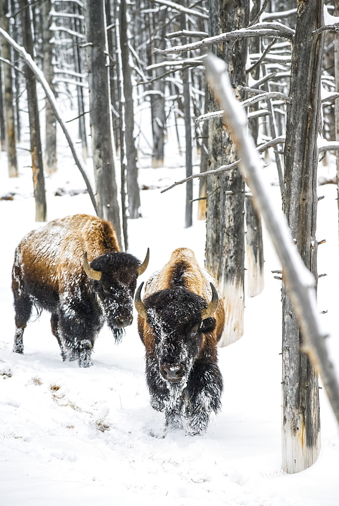 Pair of American Bison bulls (Bison bison) walking through the 'Bobby Socks' trees in the Firehole River Valley of Yellowstone National Park; Wyoming, United States of America