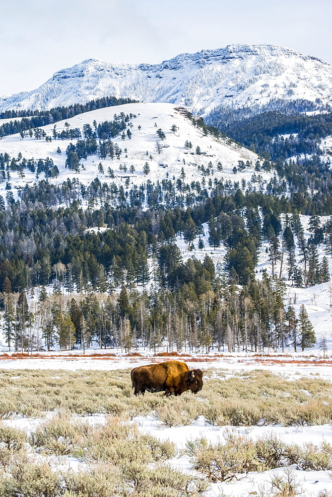 American Bison (Bison bison) grazing in a snowy meadow beneath majestic mountain peaks in Yellowstone National Park; Wyoming, United States of America