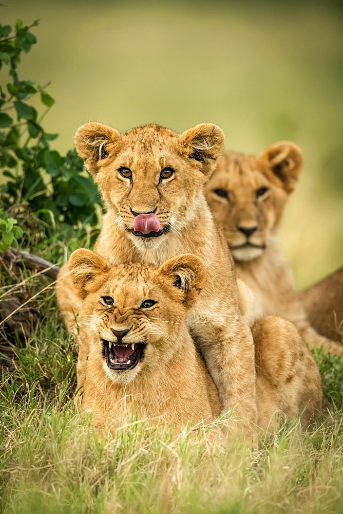 Three lion cubs (Panthera leo) lie together by bush, Cottar's 1920s Safari Camp, Maasai Mara National Park; Kenya