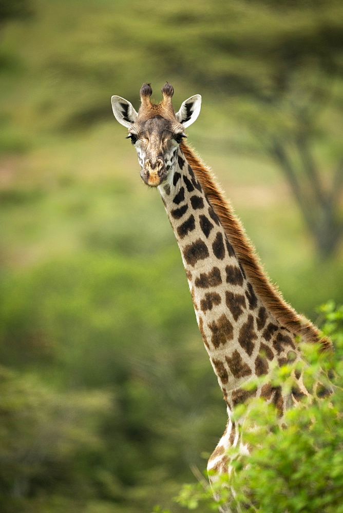 Masai giraffe (Giraffa camelopardalis tippelskirchii) pokes head out from bush, Klein's Camp, Serengeti National Park; Tanzania