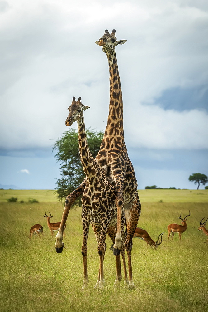 Male Masai giraffe (Giraffa camelopardalis tippelskirchii) mounts female by impala (Aepyceros melampu), Grumeti Serengeti Tented Camp, Serengeti National Park; Tanzania