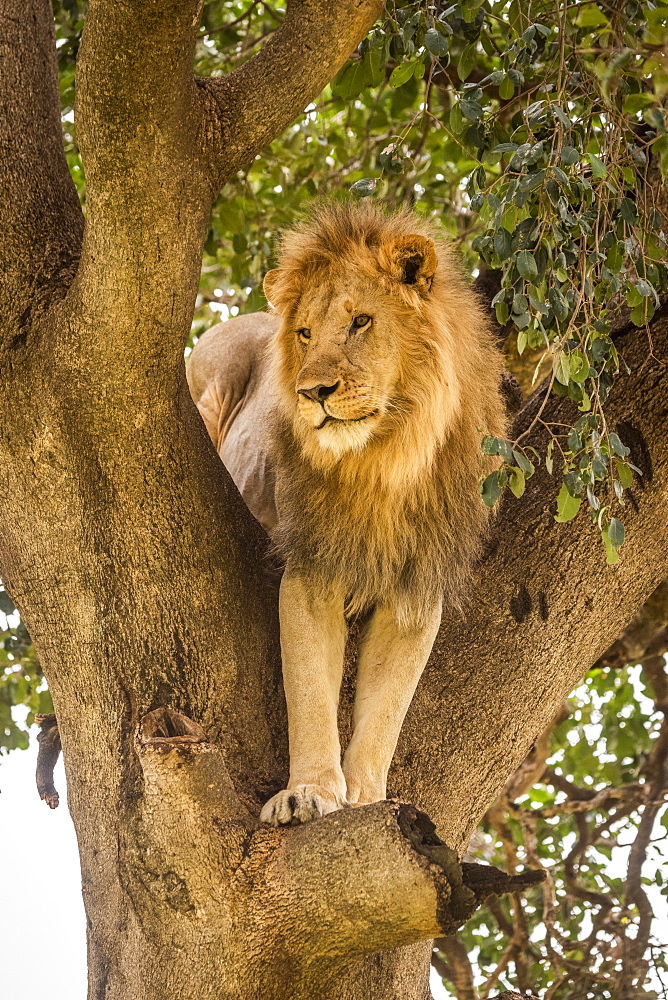 Male lion (Panthera leo) stands staring down from tree, Cottar's 1920s Safari Camp, Maasai Mara National Reserve; Kenya