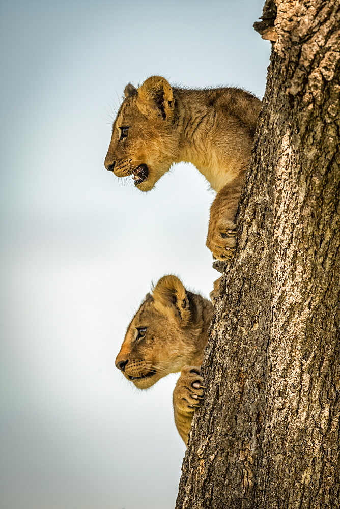 Lion cubs (Panthera leo) look out from tree trunk, Grumeti Serengeti Tented Camp, Serengeti National Park; Tanzania