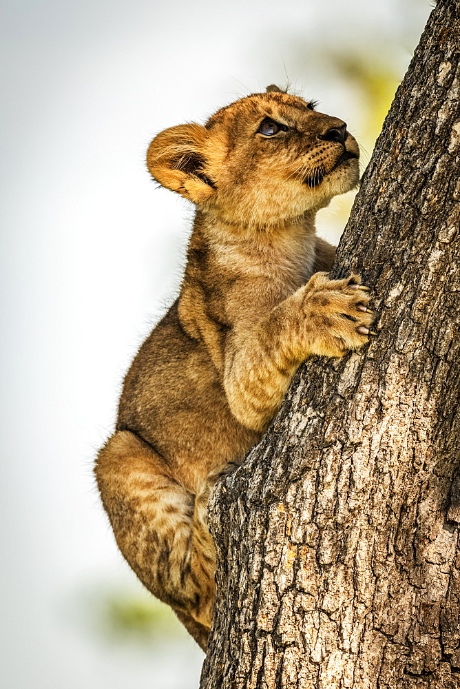 Lion cub (Panthera leo) clutches tree trunk looking up, Grumeti Serengeti Tented Camp, Serengeti National Park; Tanzania